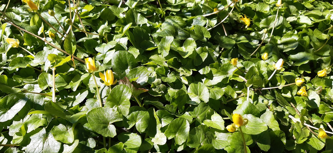 Annexe la plante en tapis.jpg