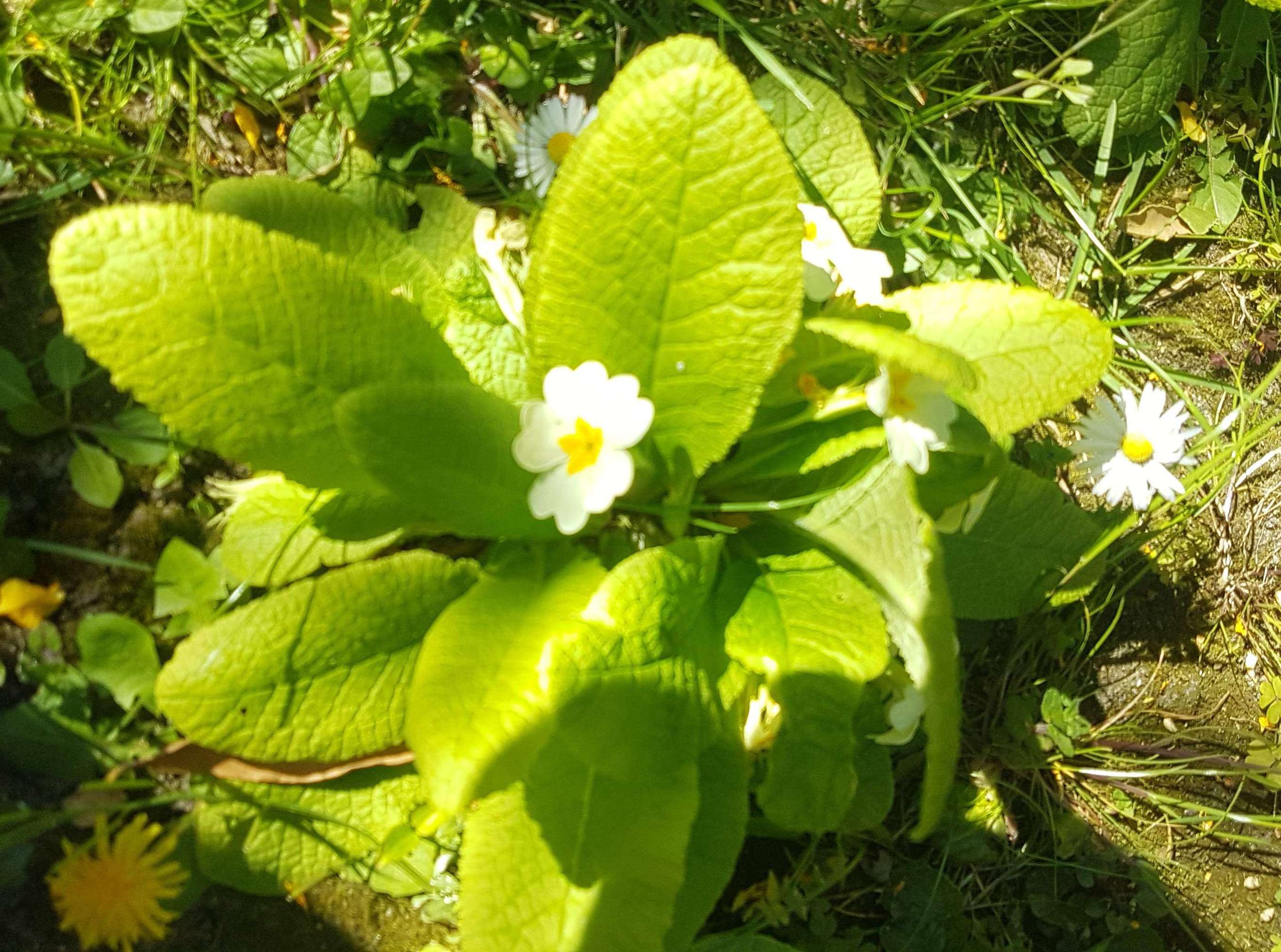 Annexe primevère 1.jpg