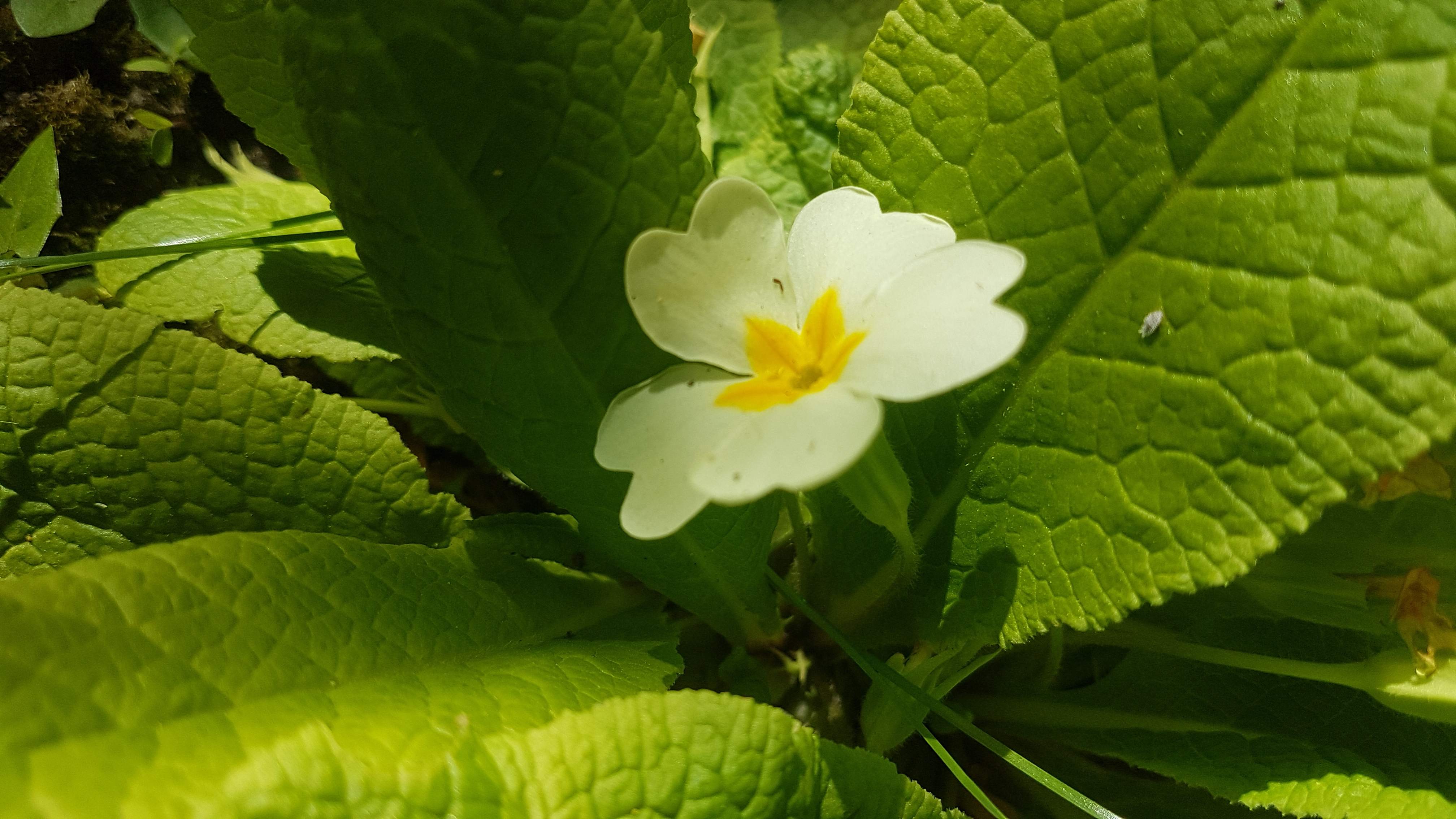 Annexe primevère 2.jpg