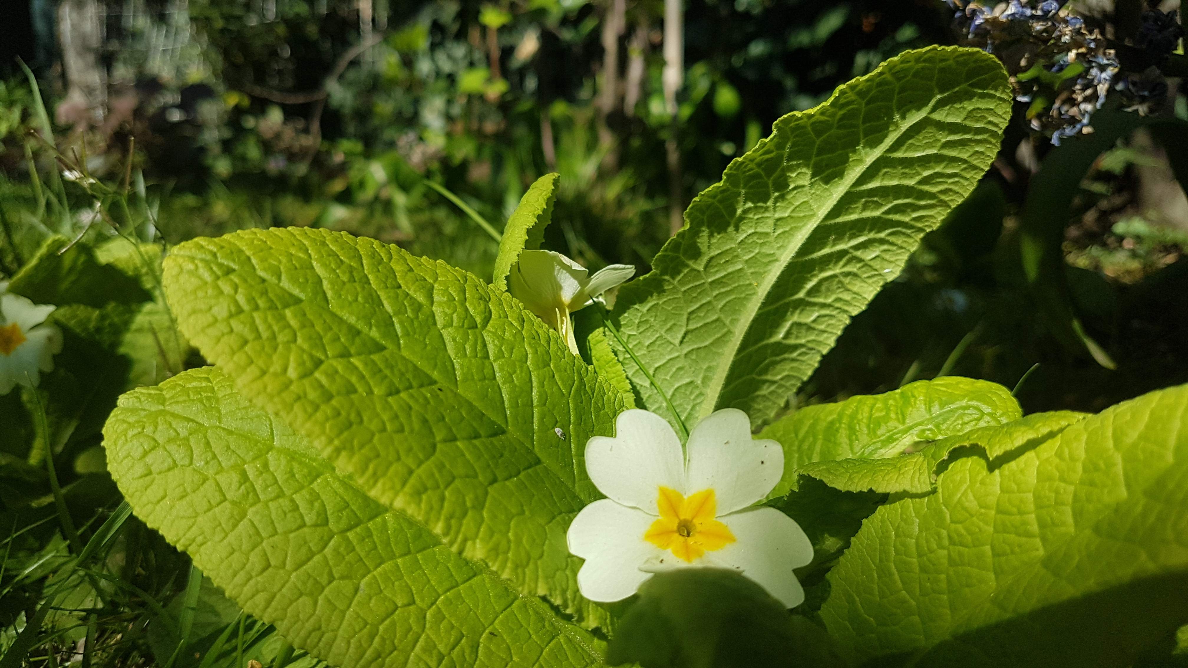 Annexe primevère 3.jpg