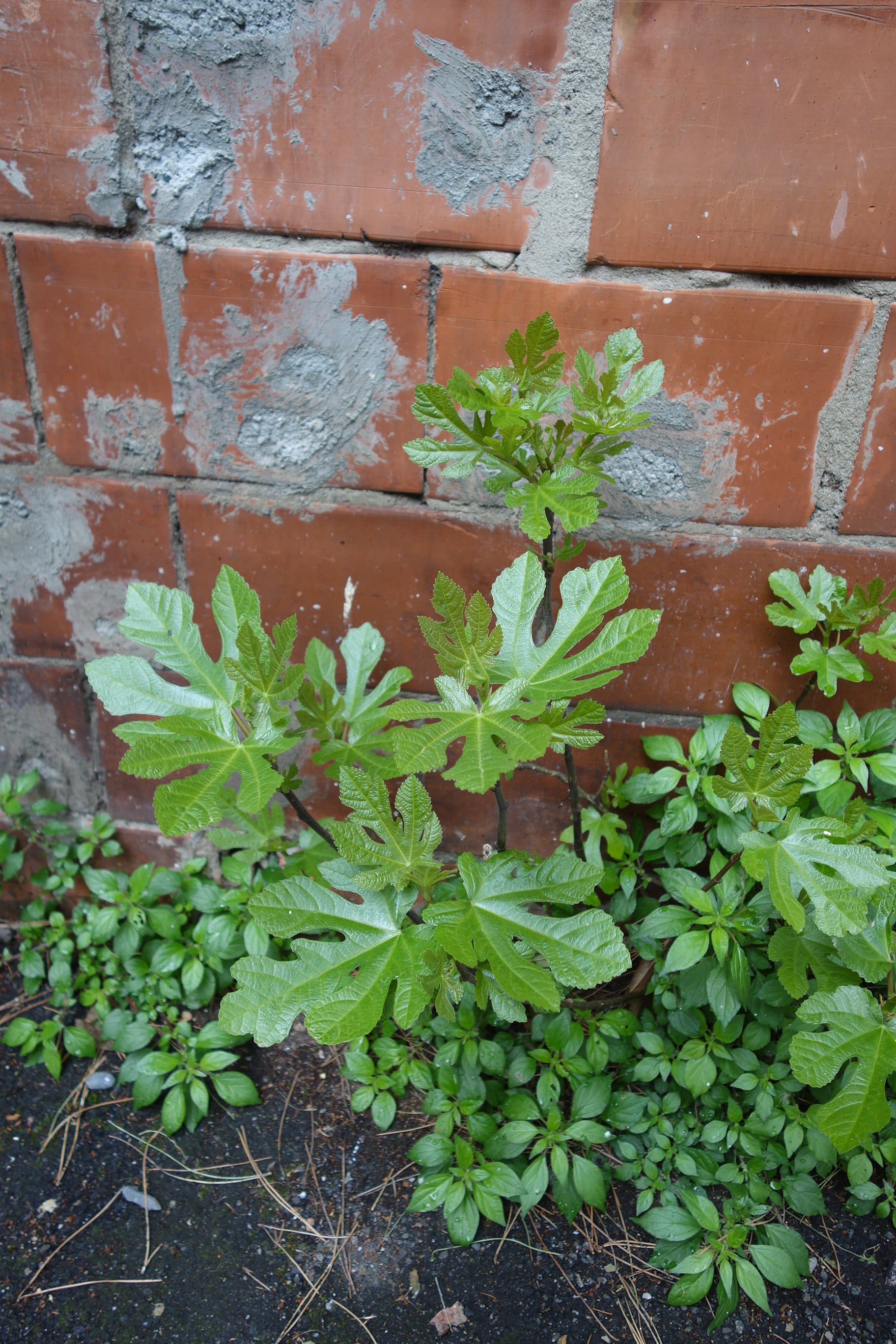 Annexe DSC00670-min.JPG