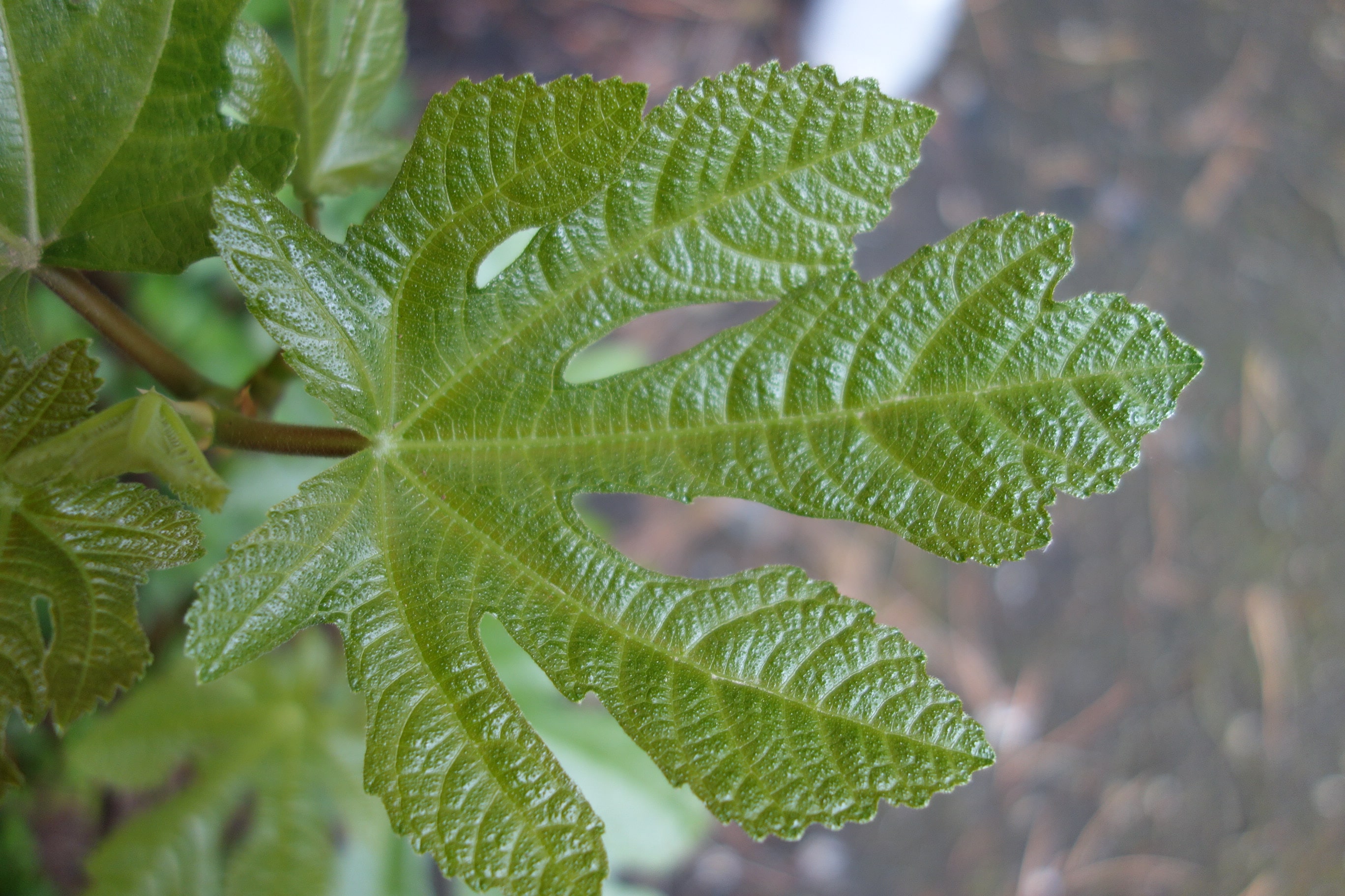 Annexe DSC00676-min.JPG