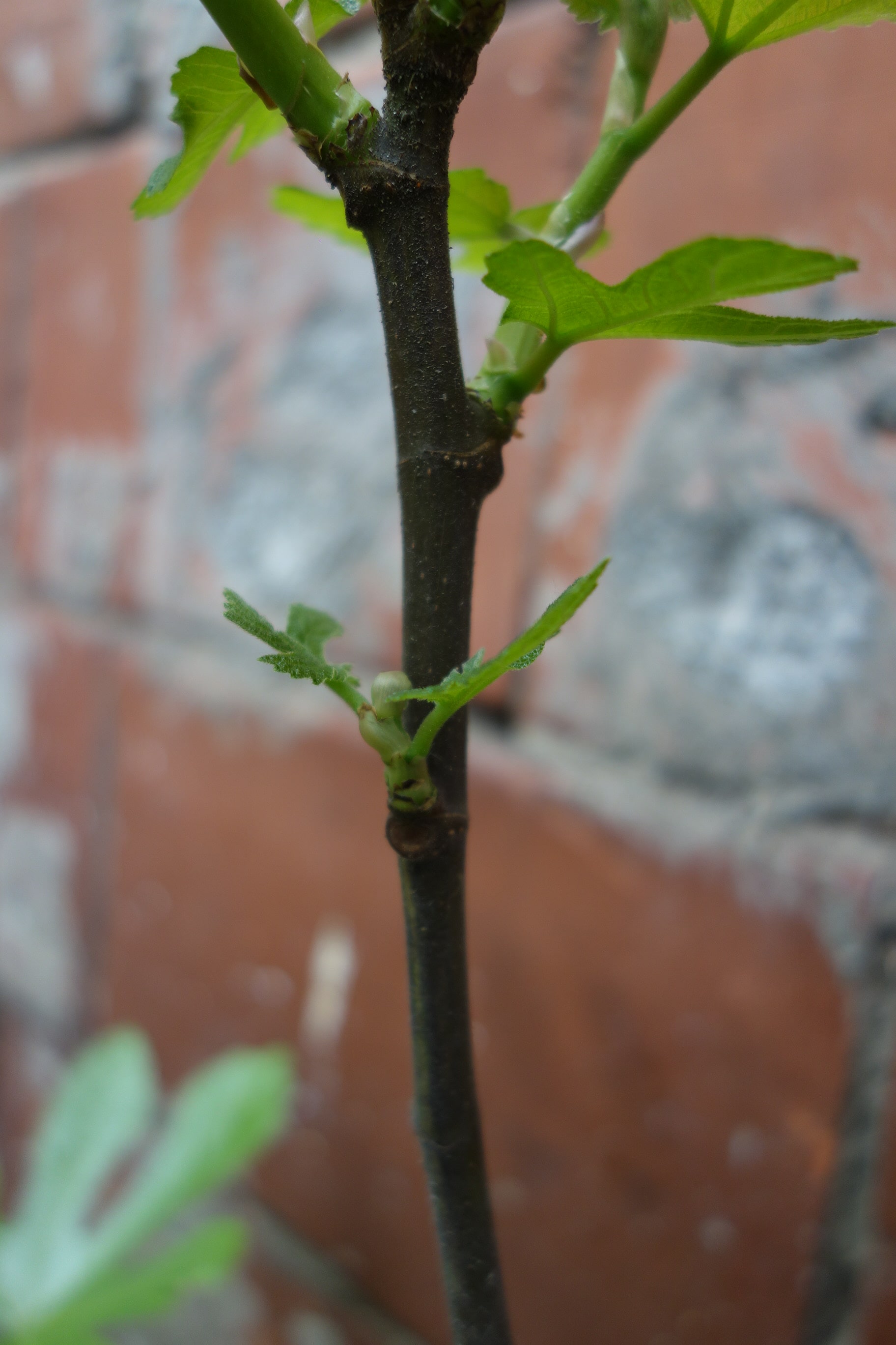 Annexe DSC00677-min.JPG