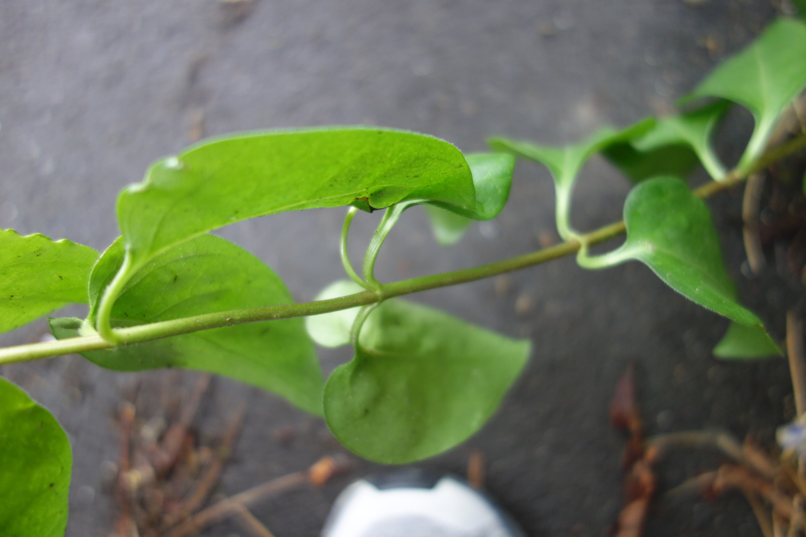 Annexe DSC00666-min.JPG