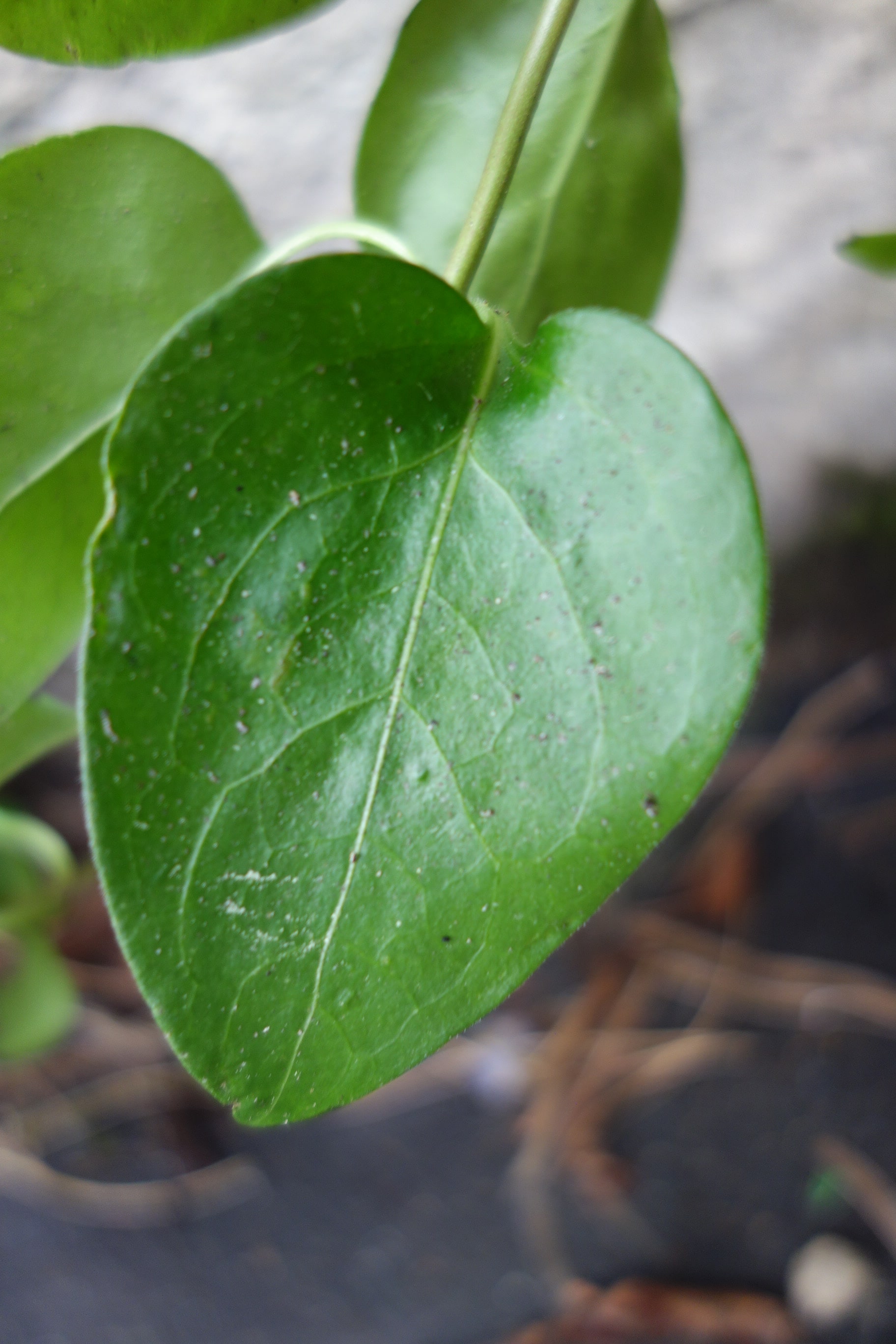 Annexe DSC00668-min.JPG