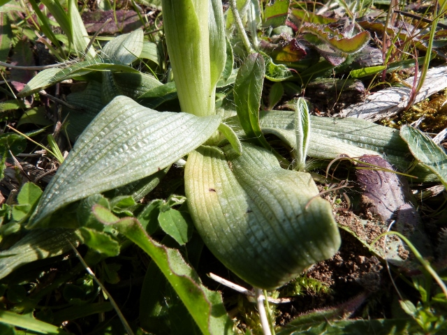 Annexe ophrys (4) (640x480).jpg