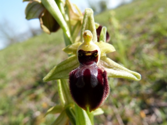 Annexe ophrys (640x480).jpg