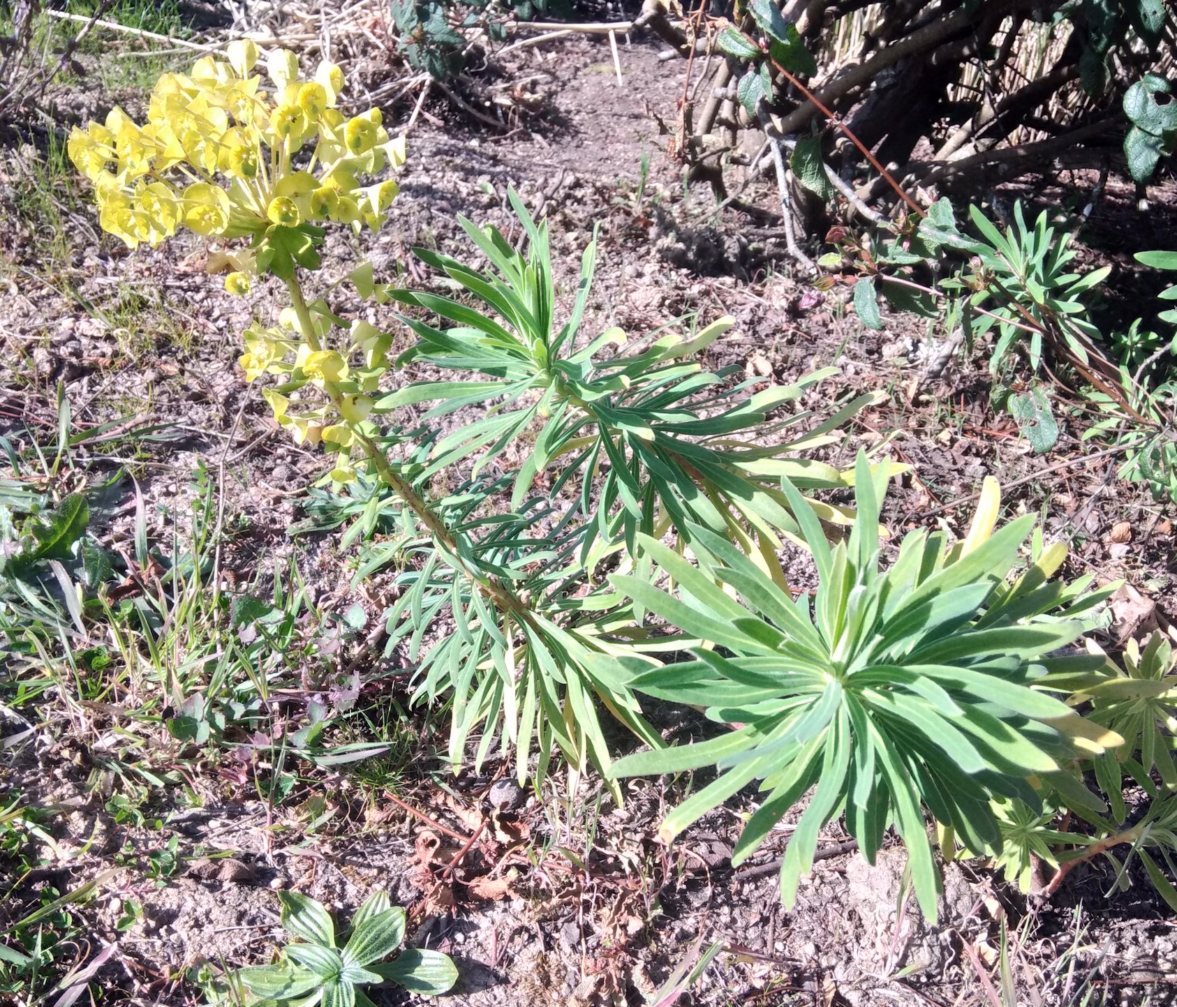 Annexe IMG_20200330_172414.jpg