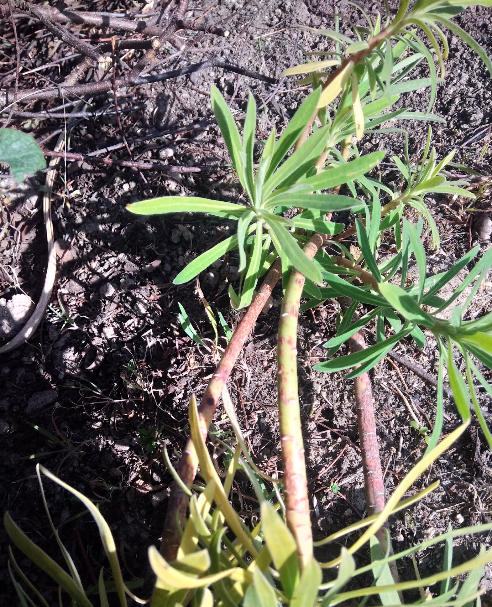 Annexe IMG_20200330_172659.jpg