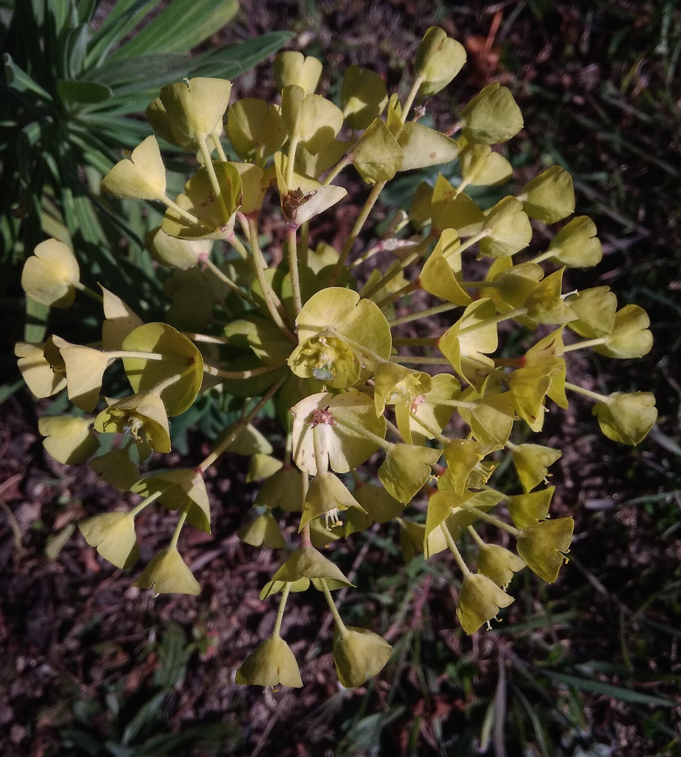 Annexe IMG_20200330_172704.jpg