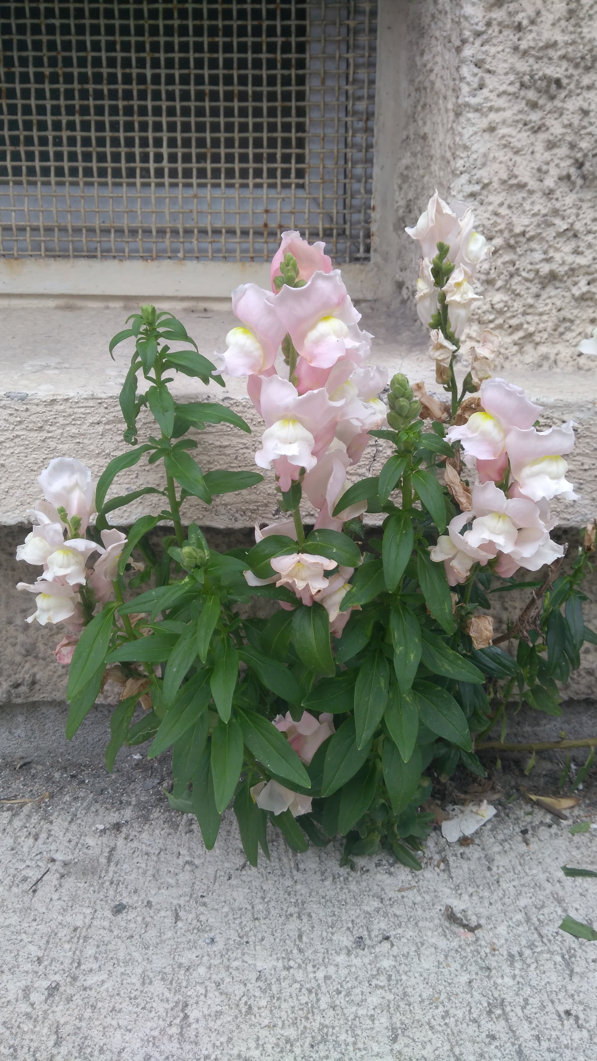 Annexe vue_globale.jpg