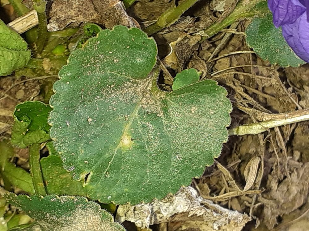 Annexe Violette_feuille.jpg