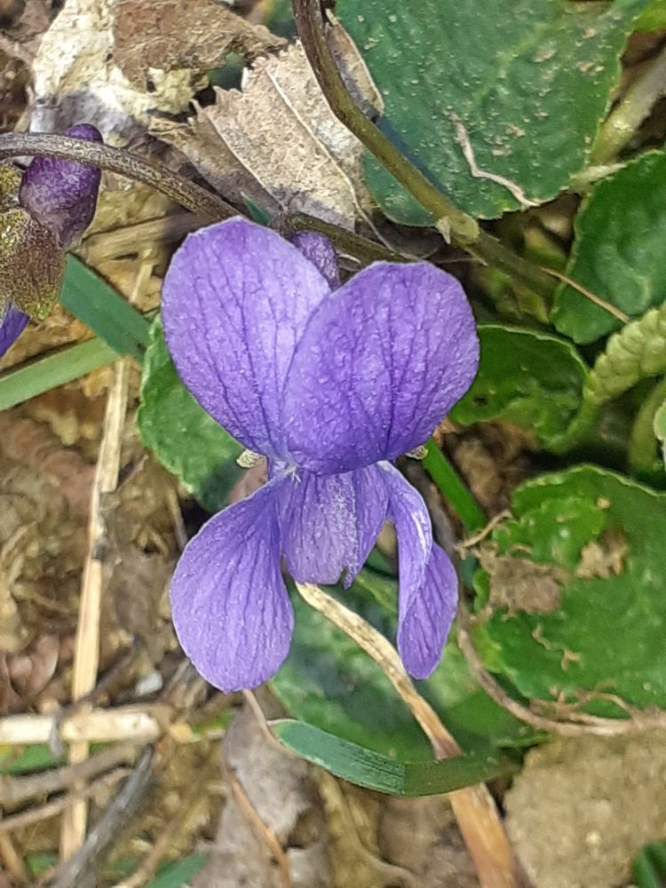 Annexe Violette_fleur.jpg