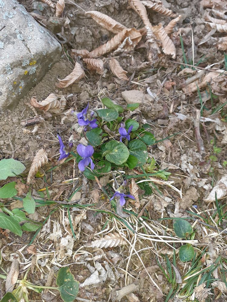 Annexe Violette_vue_ensemble.jpg