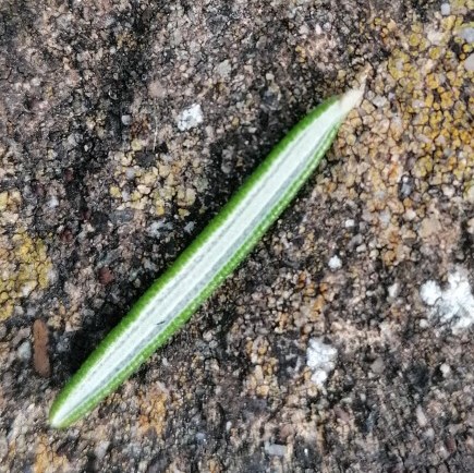 Annexe feuille romarin.jpg