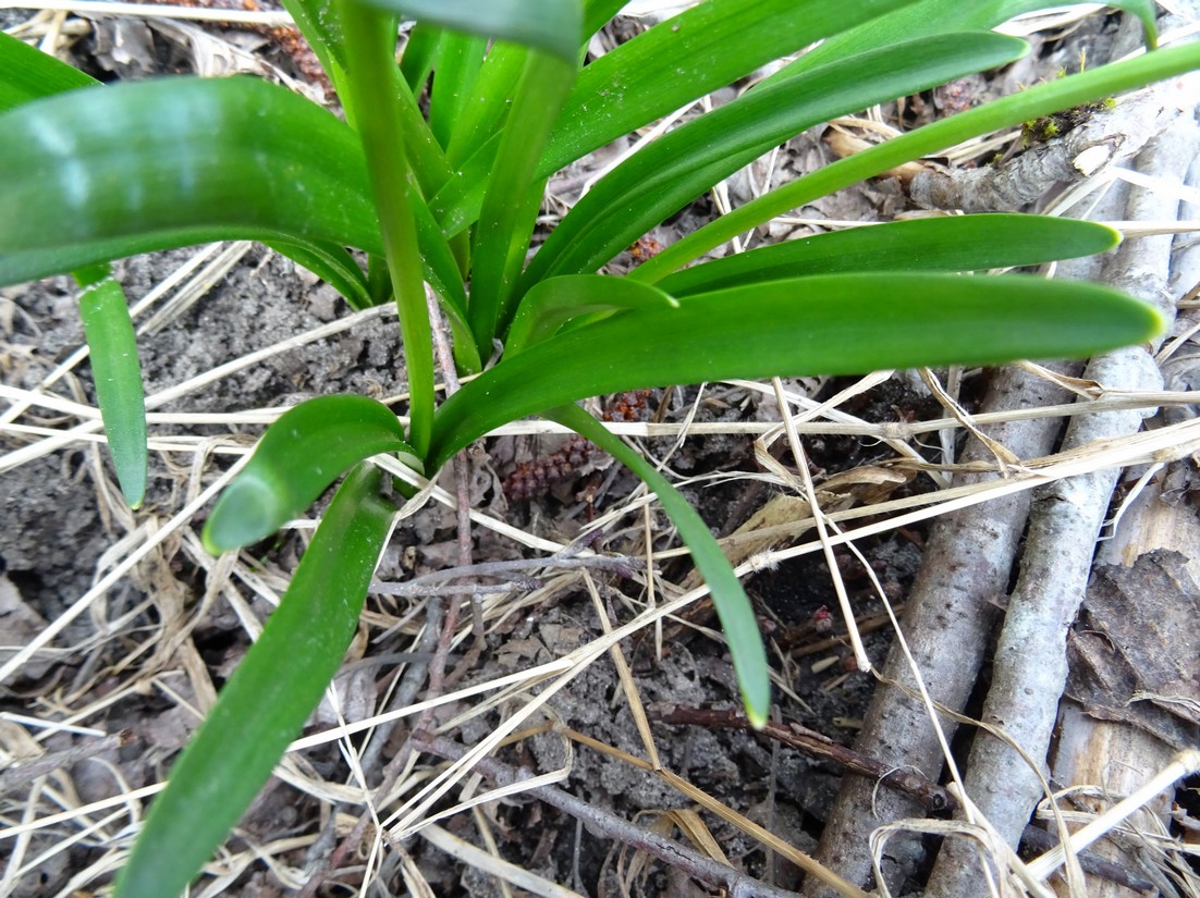 Annexe Nivéole 3.JPG