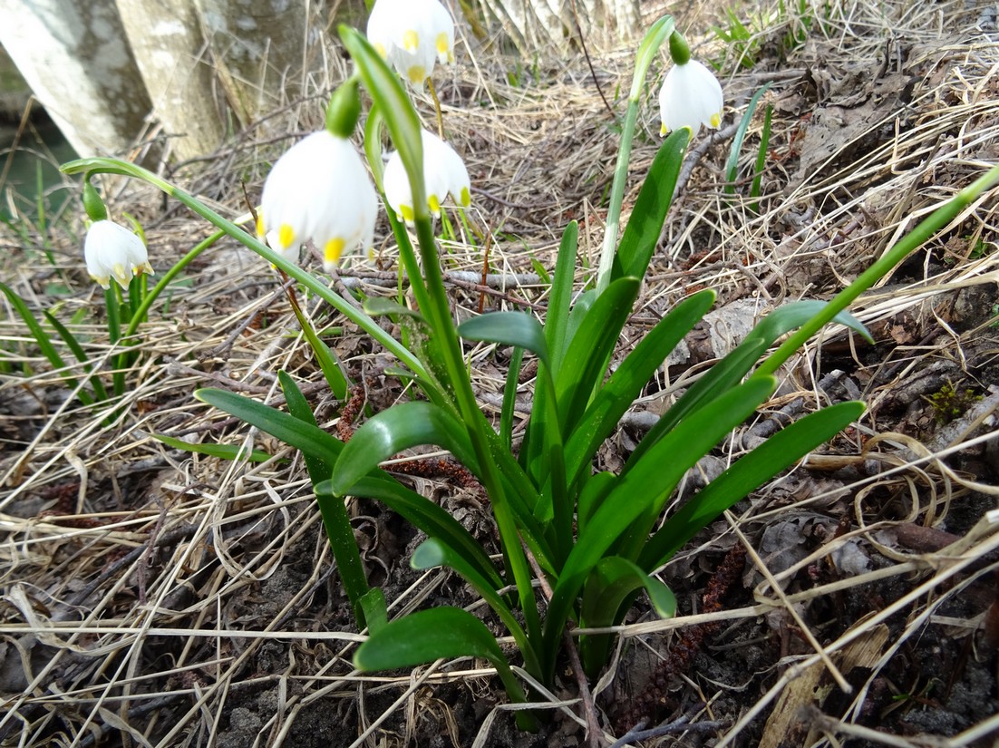 Annexe Nivéole 4.JPG