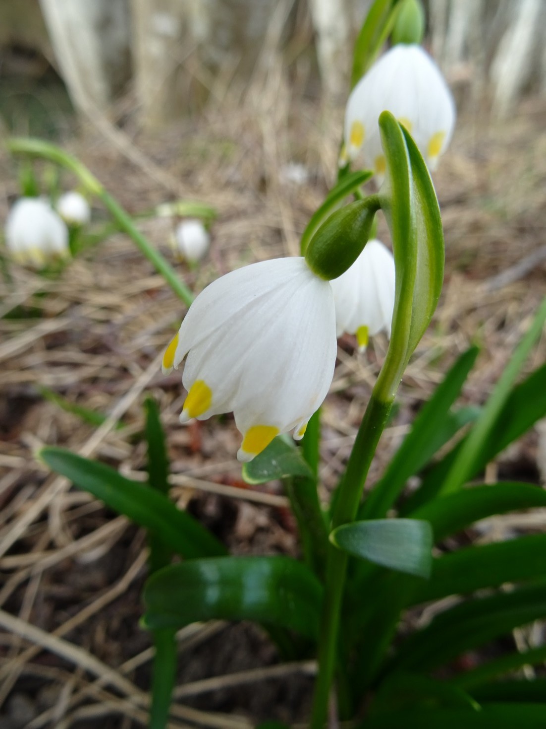 Annexe Nivéole 5.JPG