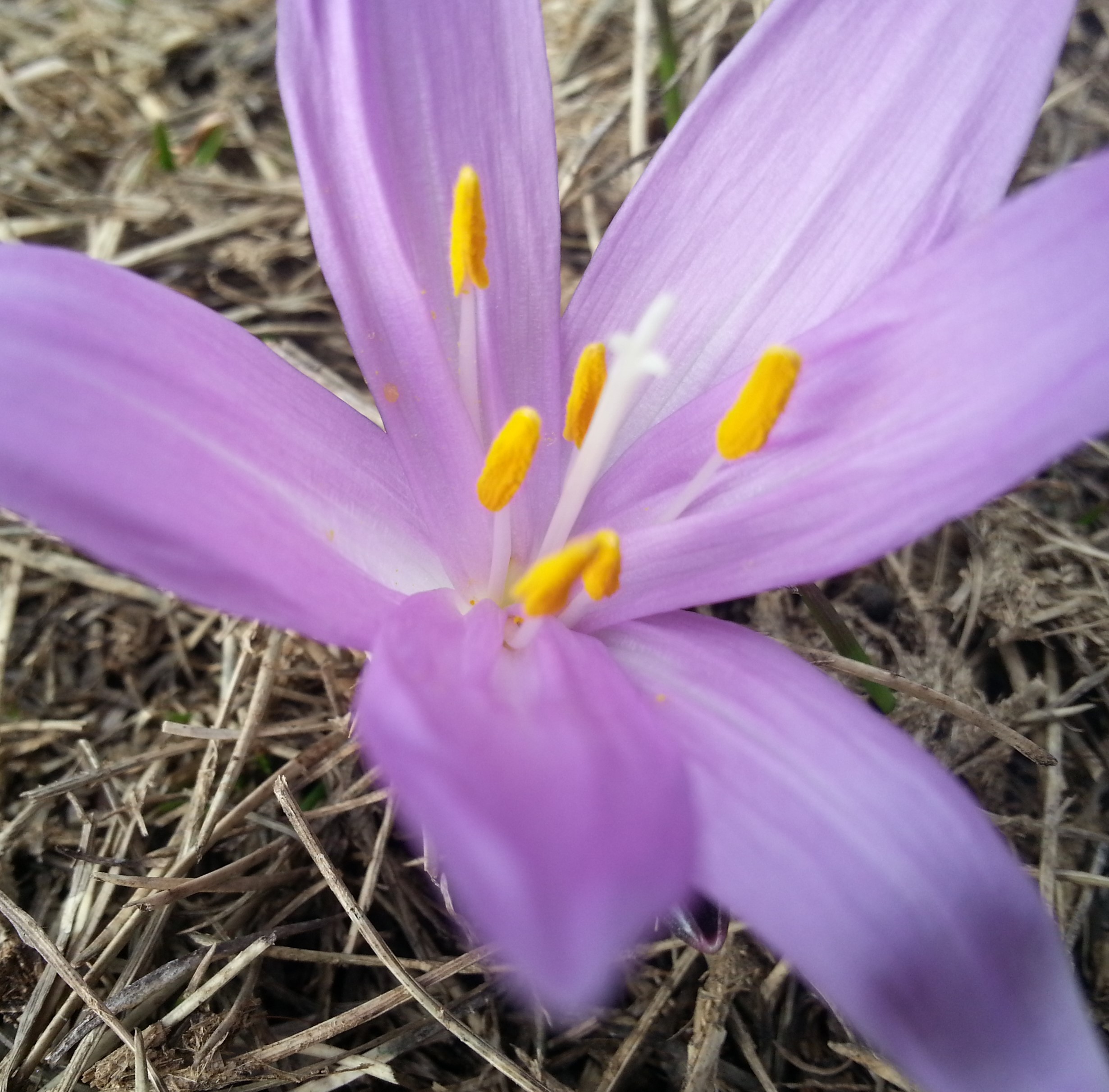 Annexe bulbocode coeur.jpg