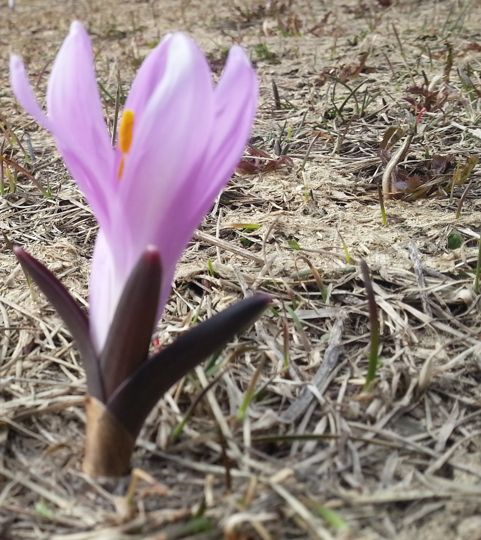 Annexe bulbocode entier.jpg