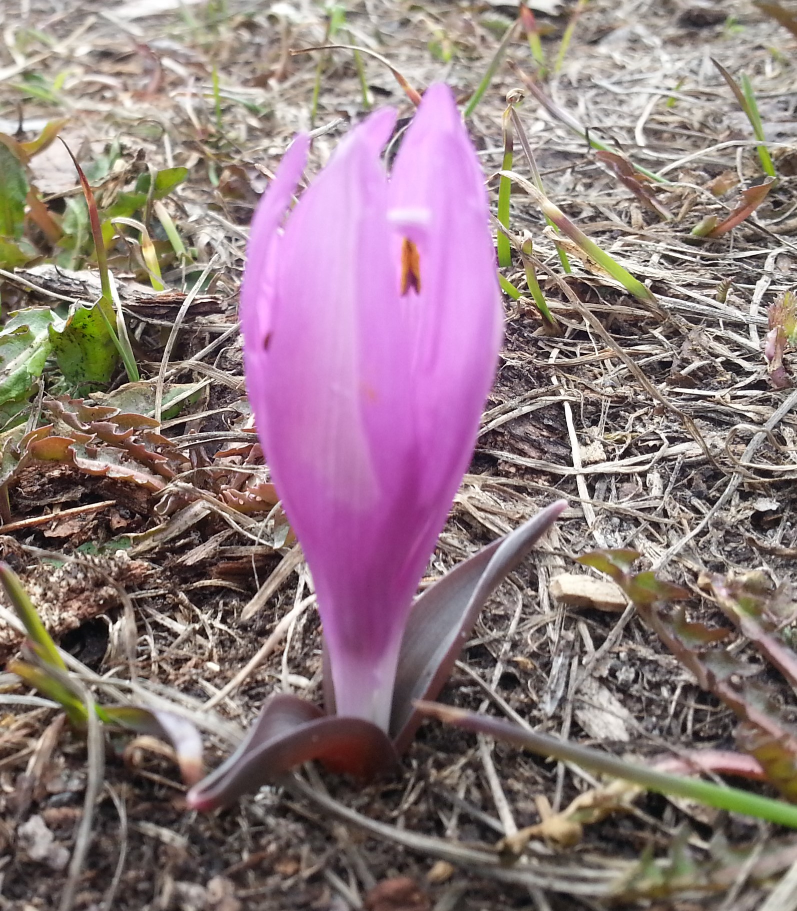 Annexe bulbocode fermé.jpg