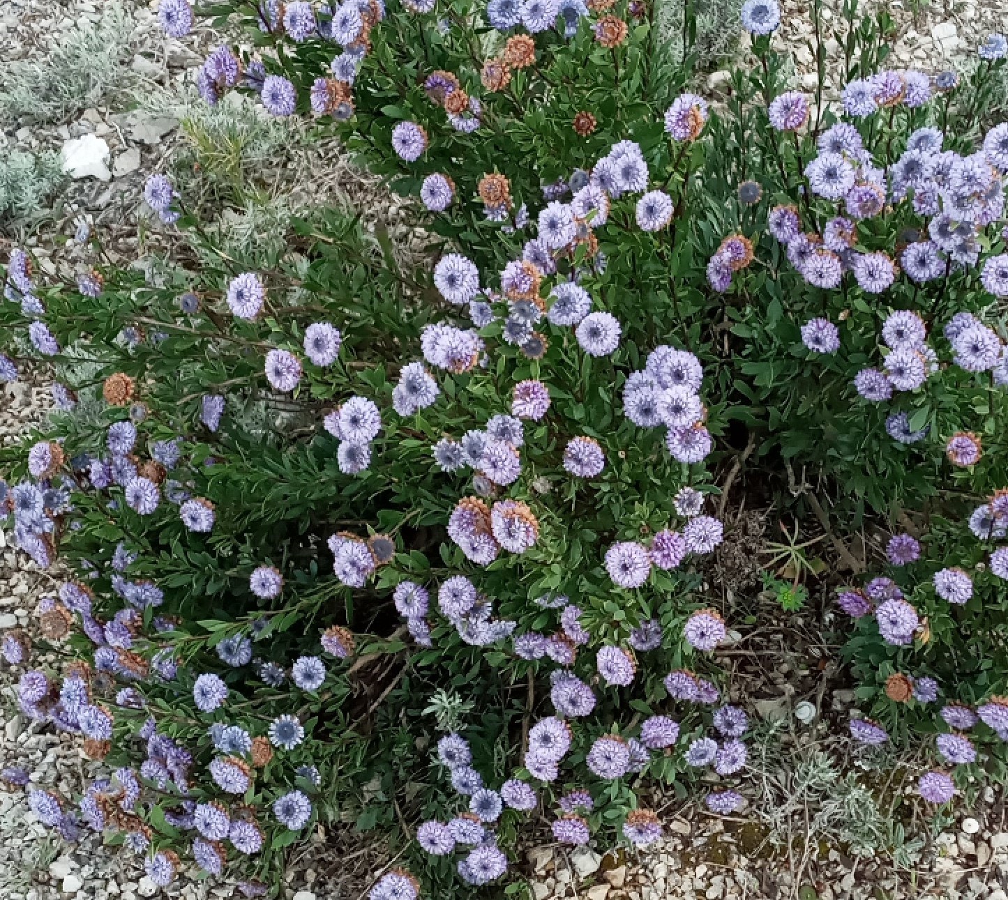 Annexe globulaire.jpg