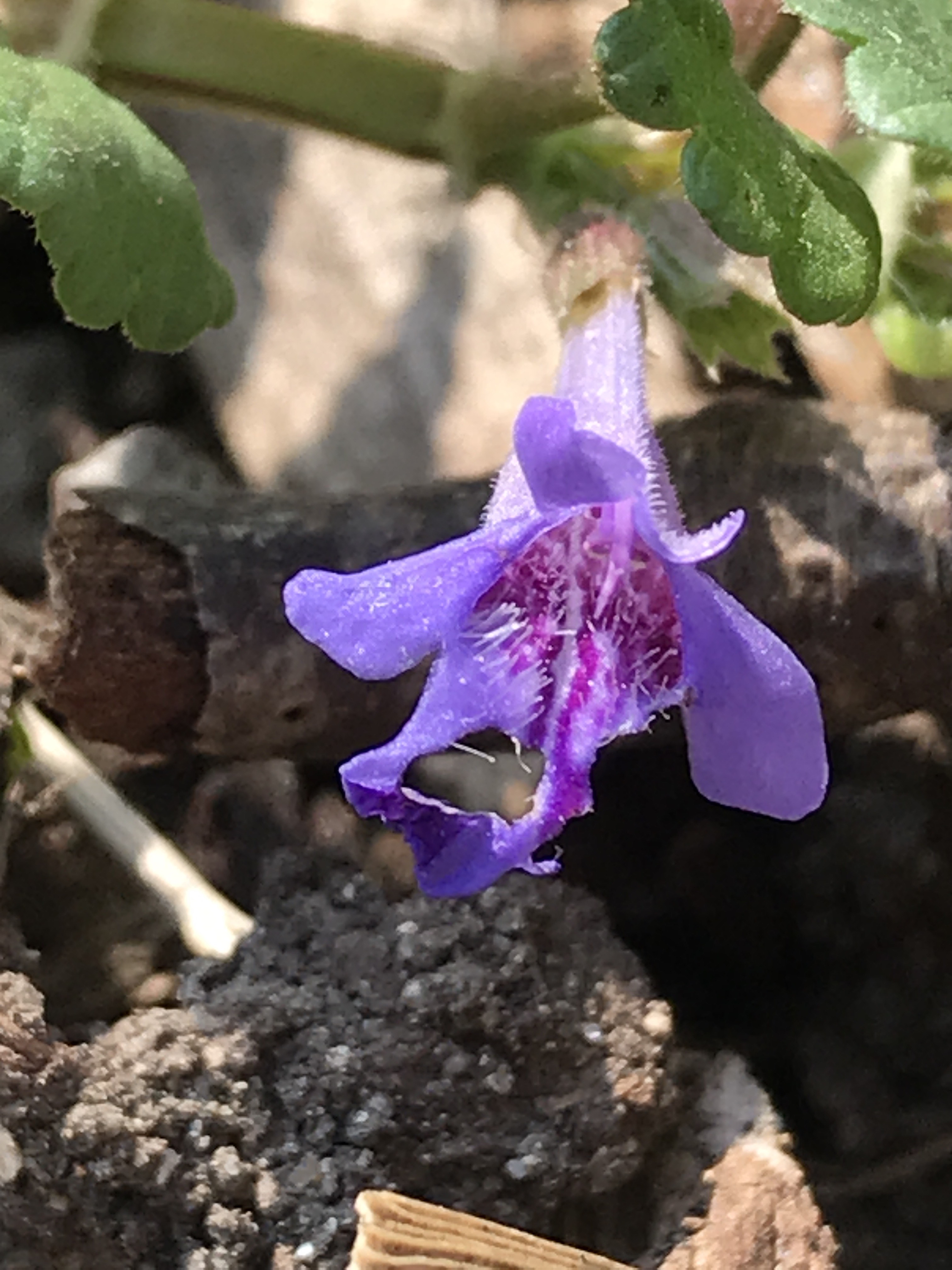 Annexe IMG_4993 mooc.jpg