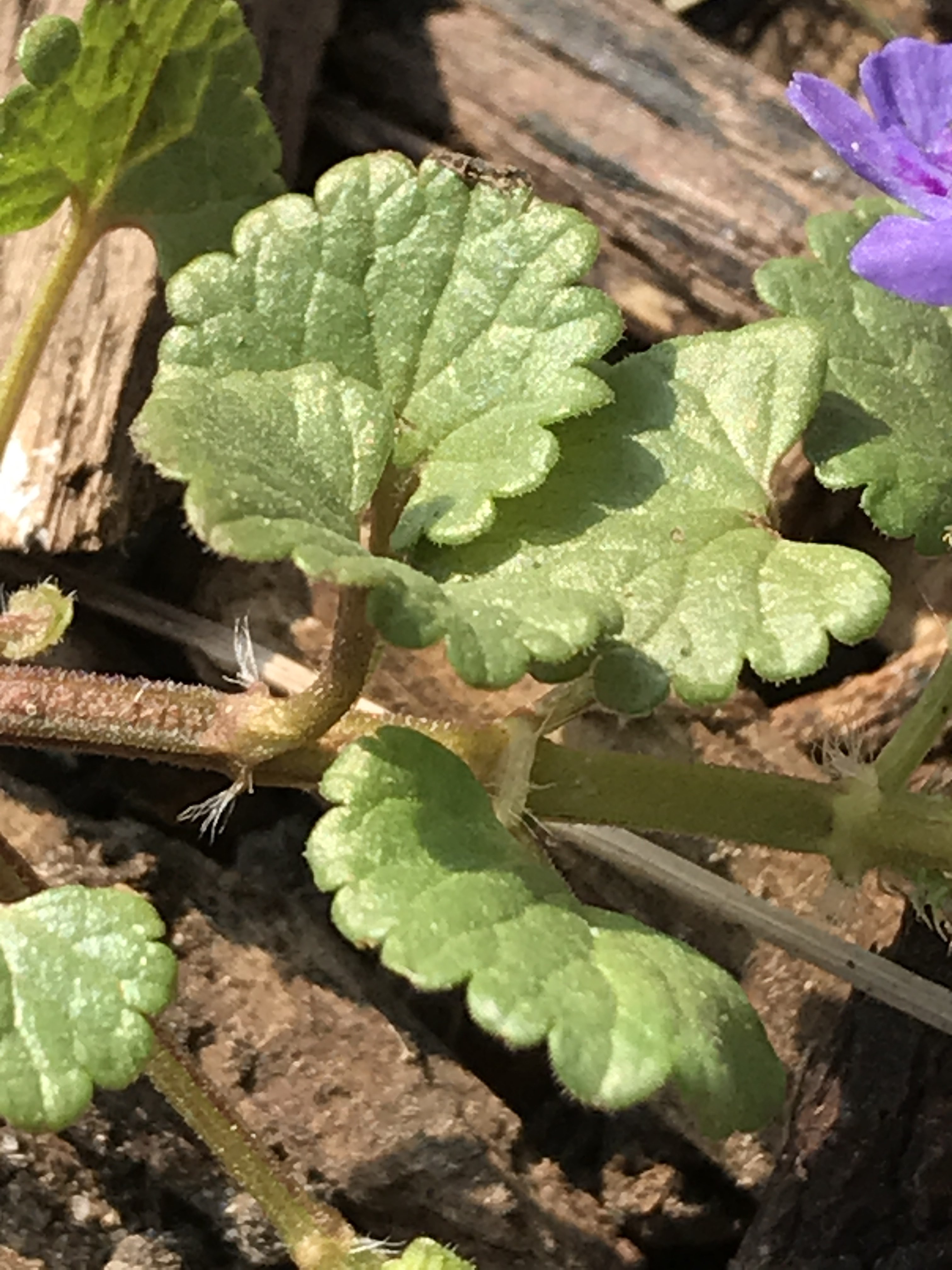 Annexe IMG_4994 mooc.jpg