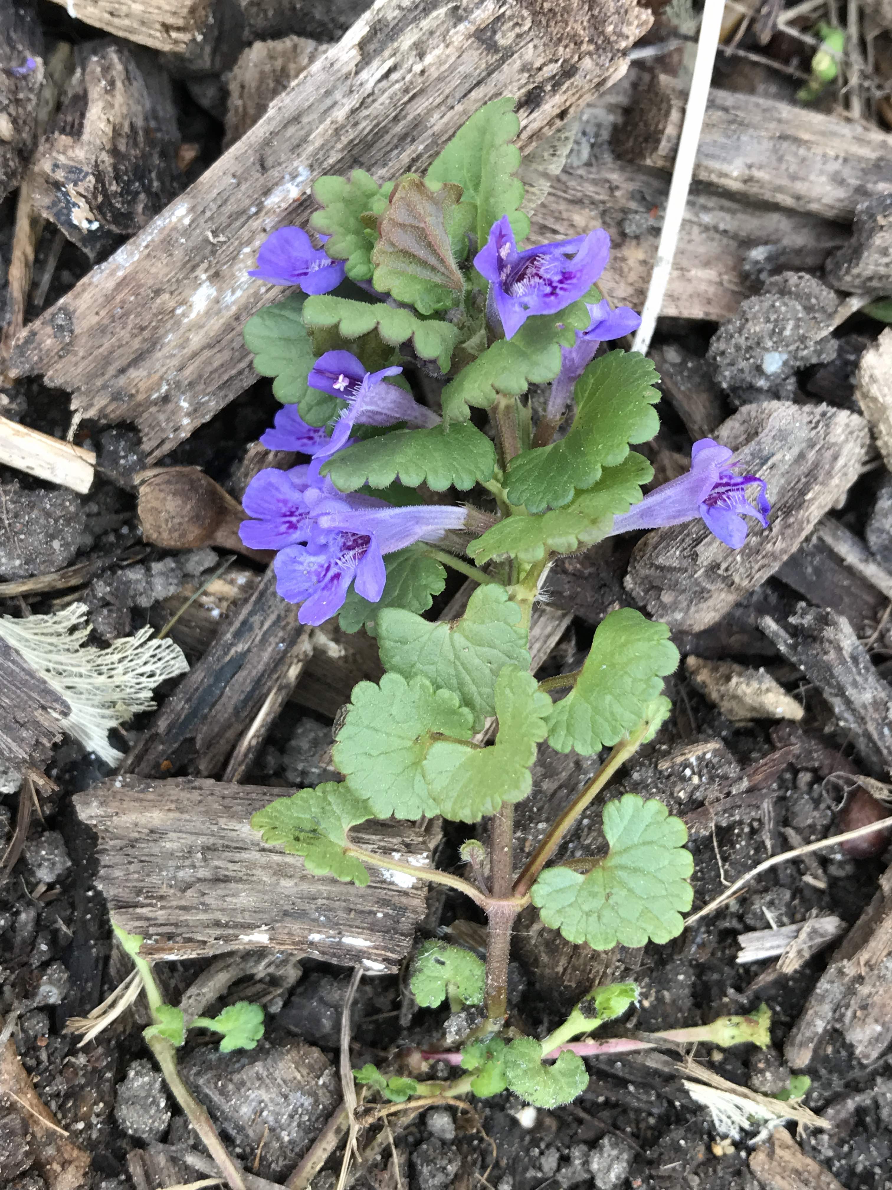 Annexe IMG_4997 mooc.jpg