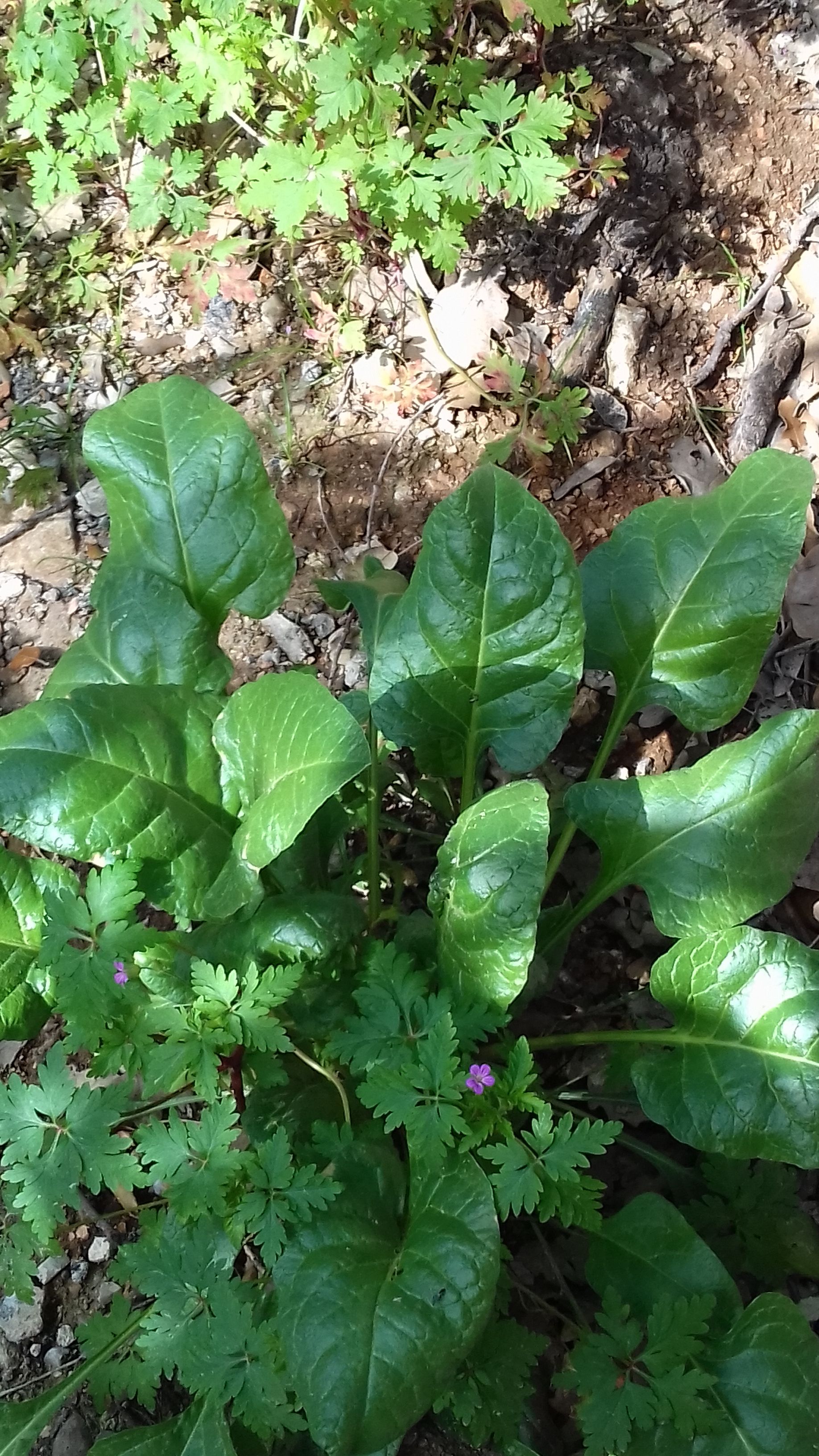 Annexe bette sauvage.jpg