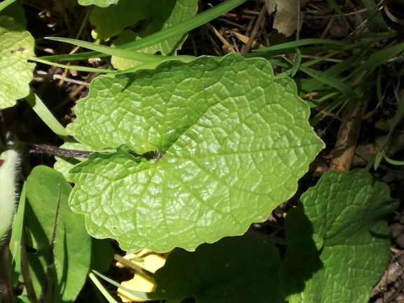 Annexe Alliaire-feuille.jpg