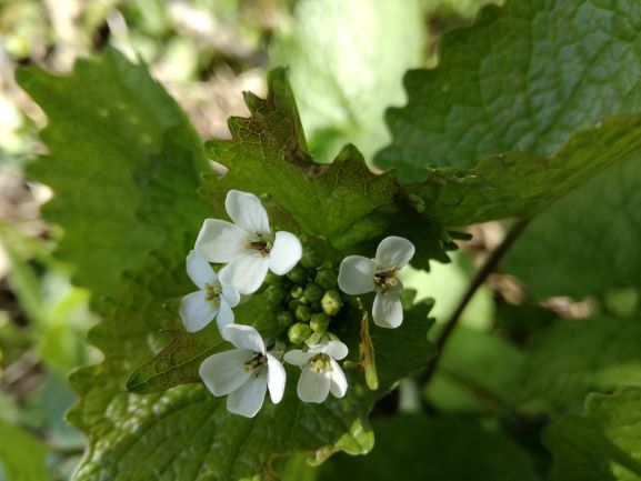Annexe Alliaire-fleurs.jpg