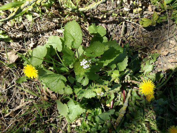 Annexe Alliaire-vue générale.jpg