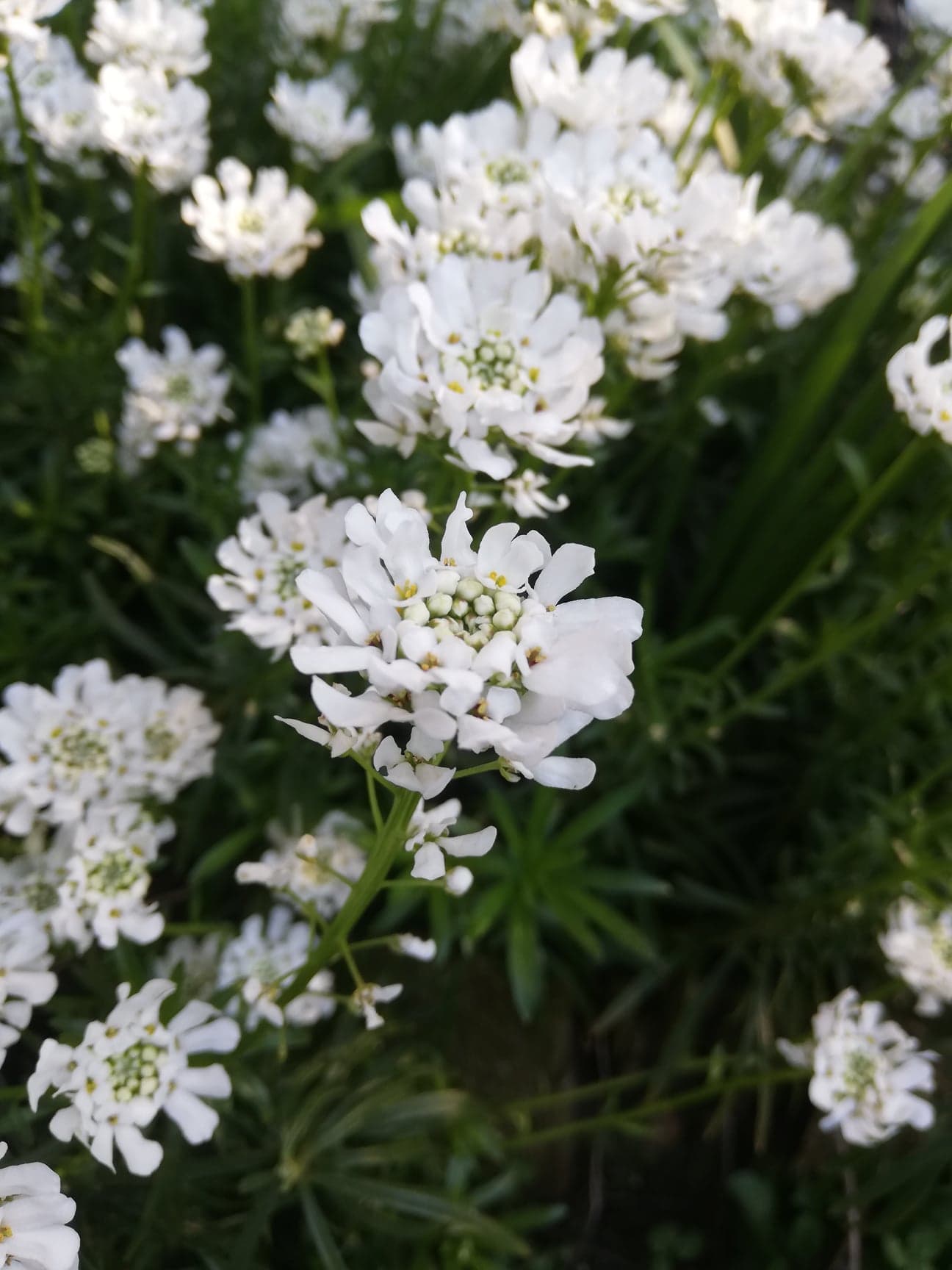 Annexe 91035110_519539912322250_1391696779749097472_n.jpg