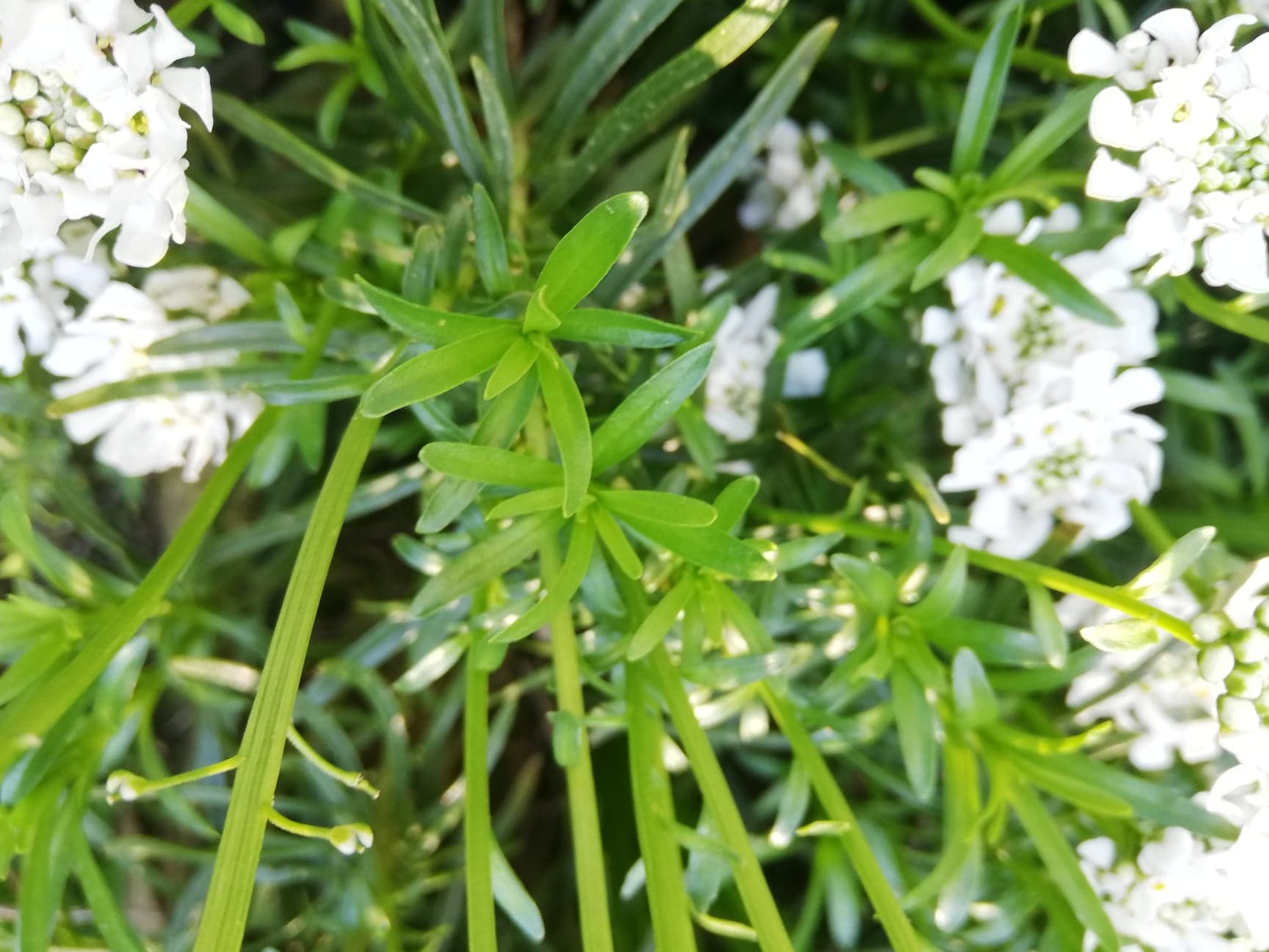 Annexe 91383124_225655405305485_7971177190744129536_n.jpg