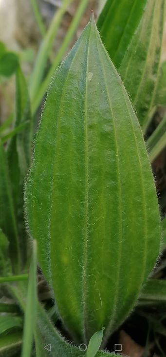 Annexe plantain feuille.jpg