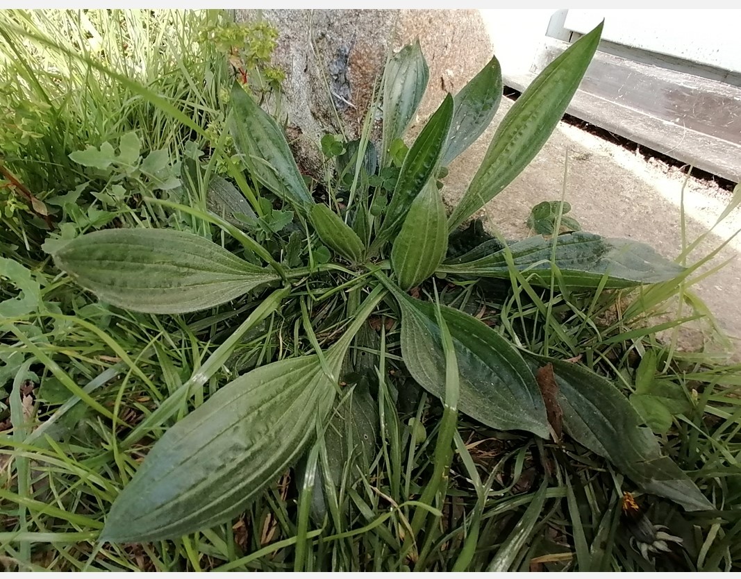 Annexe plantain p.jpg