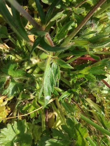 Annexe 91397461_1093474164349423_7028276181002616832_n.jpg