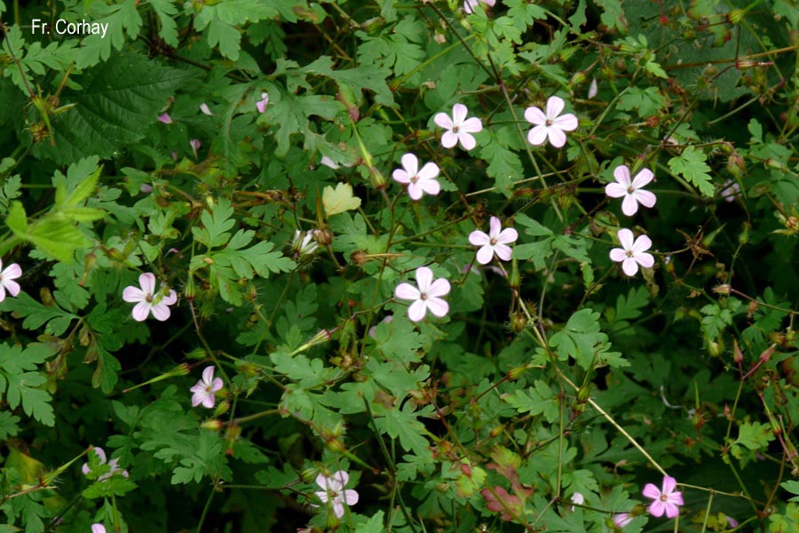 Annexe geranium_1.jpg