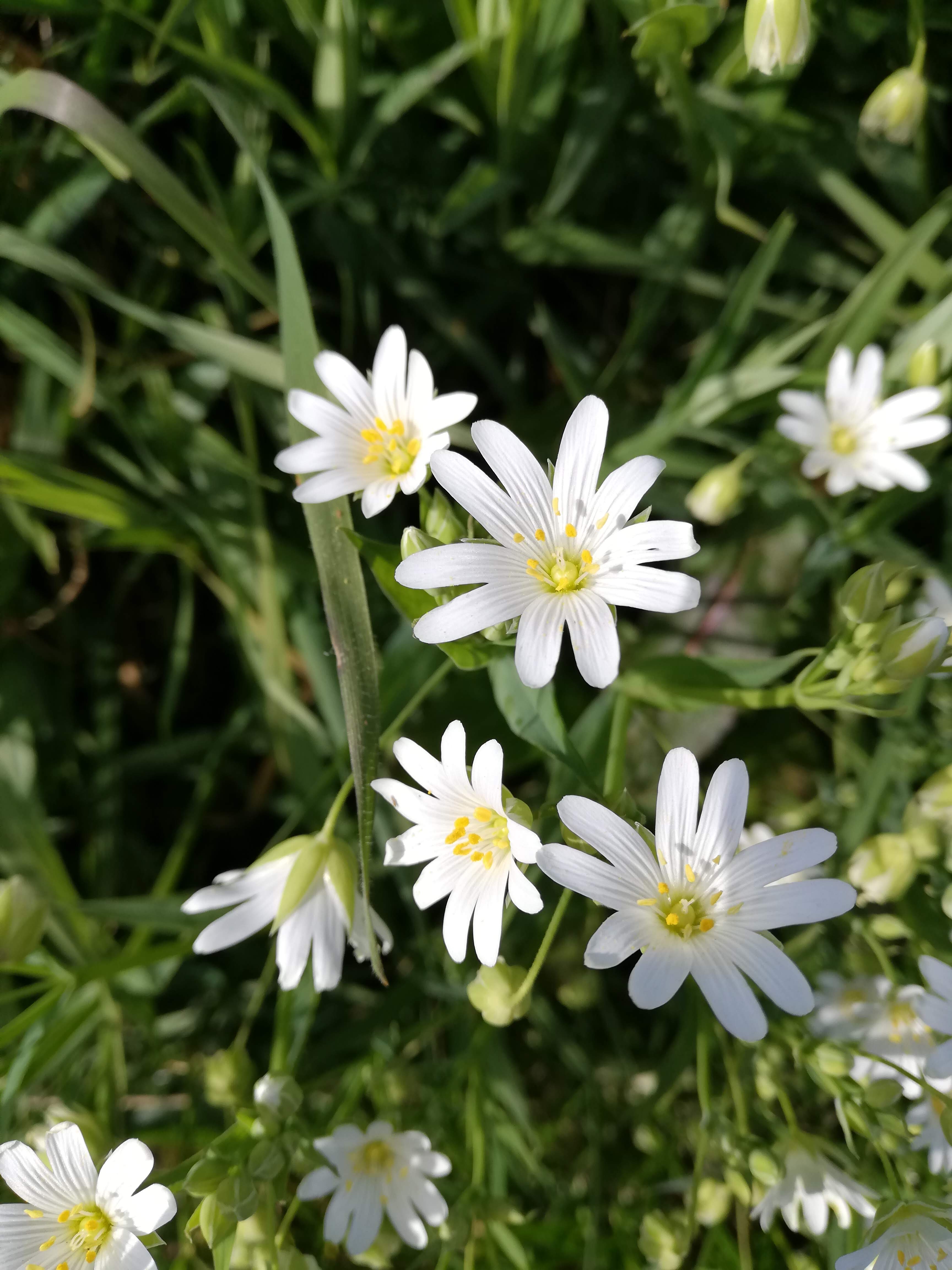 Annexe IMG_20200330_165048.jpg