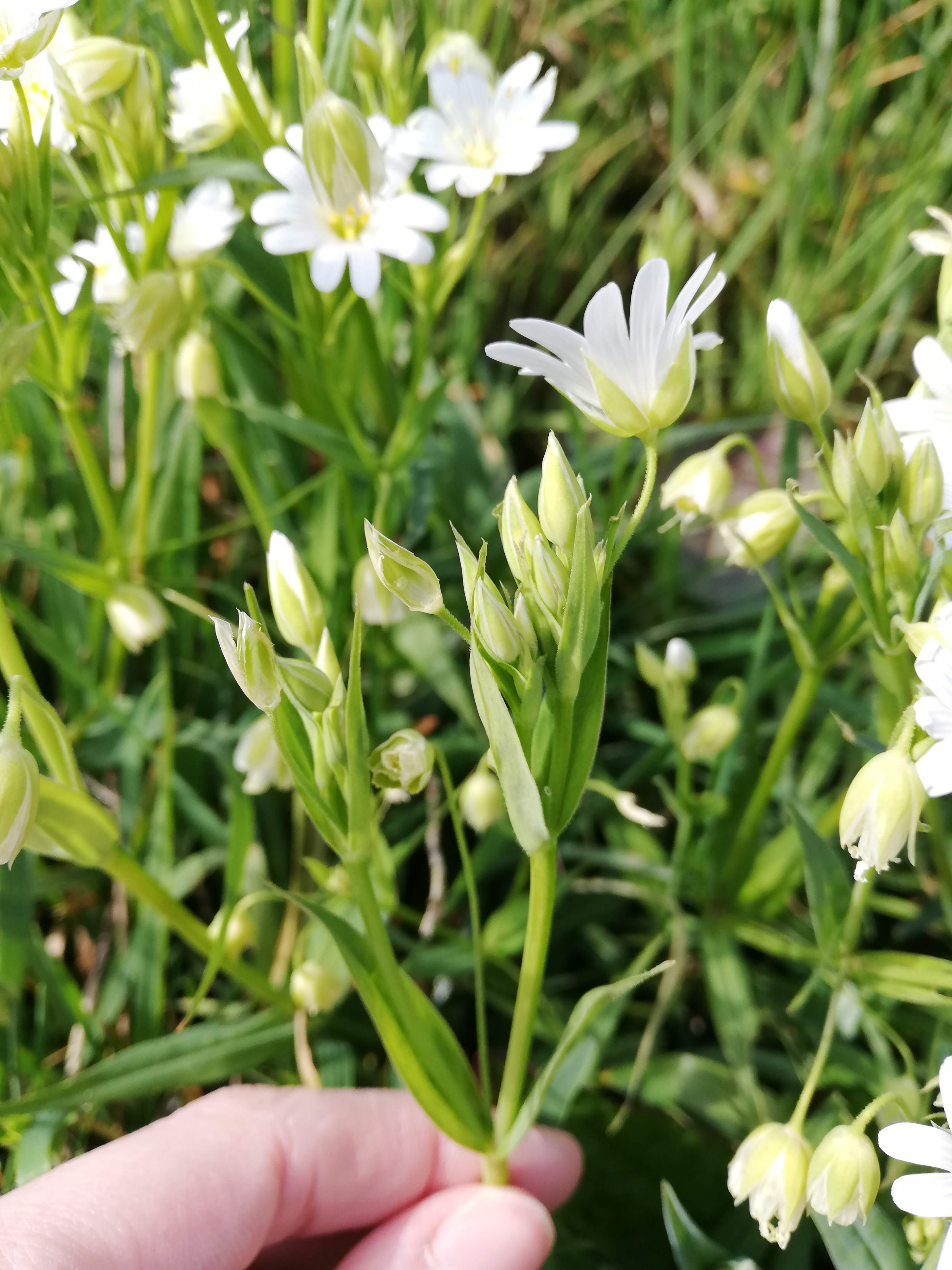 Annexe IMG_20200330_165121.jpg