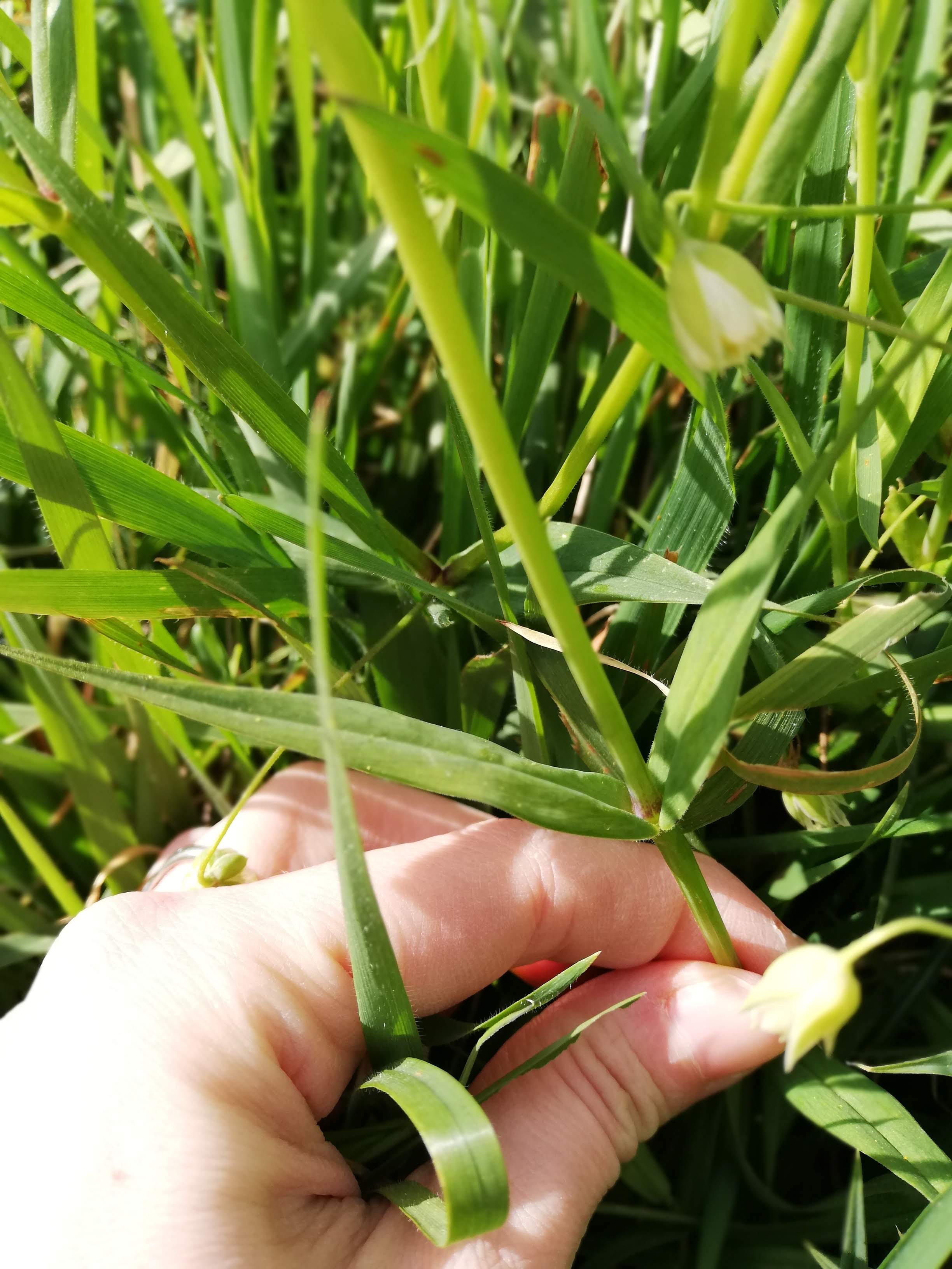 Annexe IMG_20200330_165224.jpg