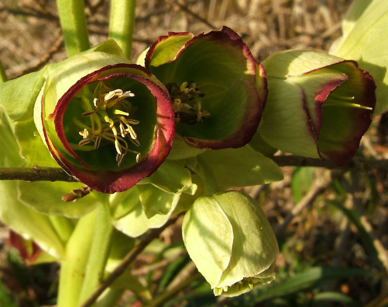 Annexe 800px-2007-04-06Helleborus_foetidus25.jpg