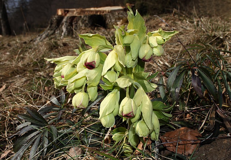 Annexe 800px-Helleborus-foetidus-stinkende-nieswurz.jpg