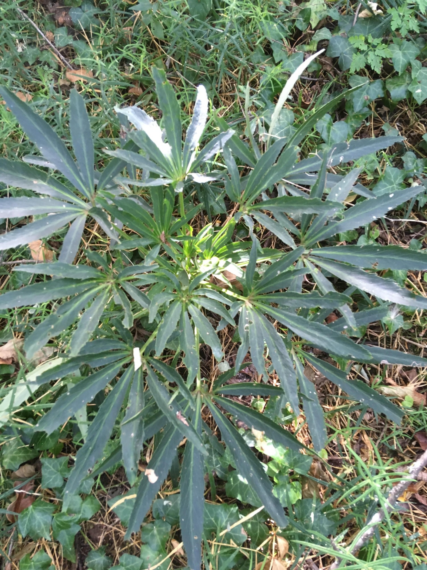 Annexe helleborus foetidus - Edited.jpg