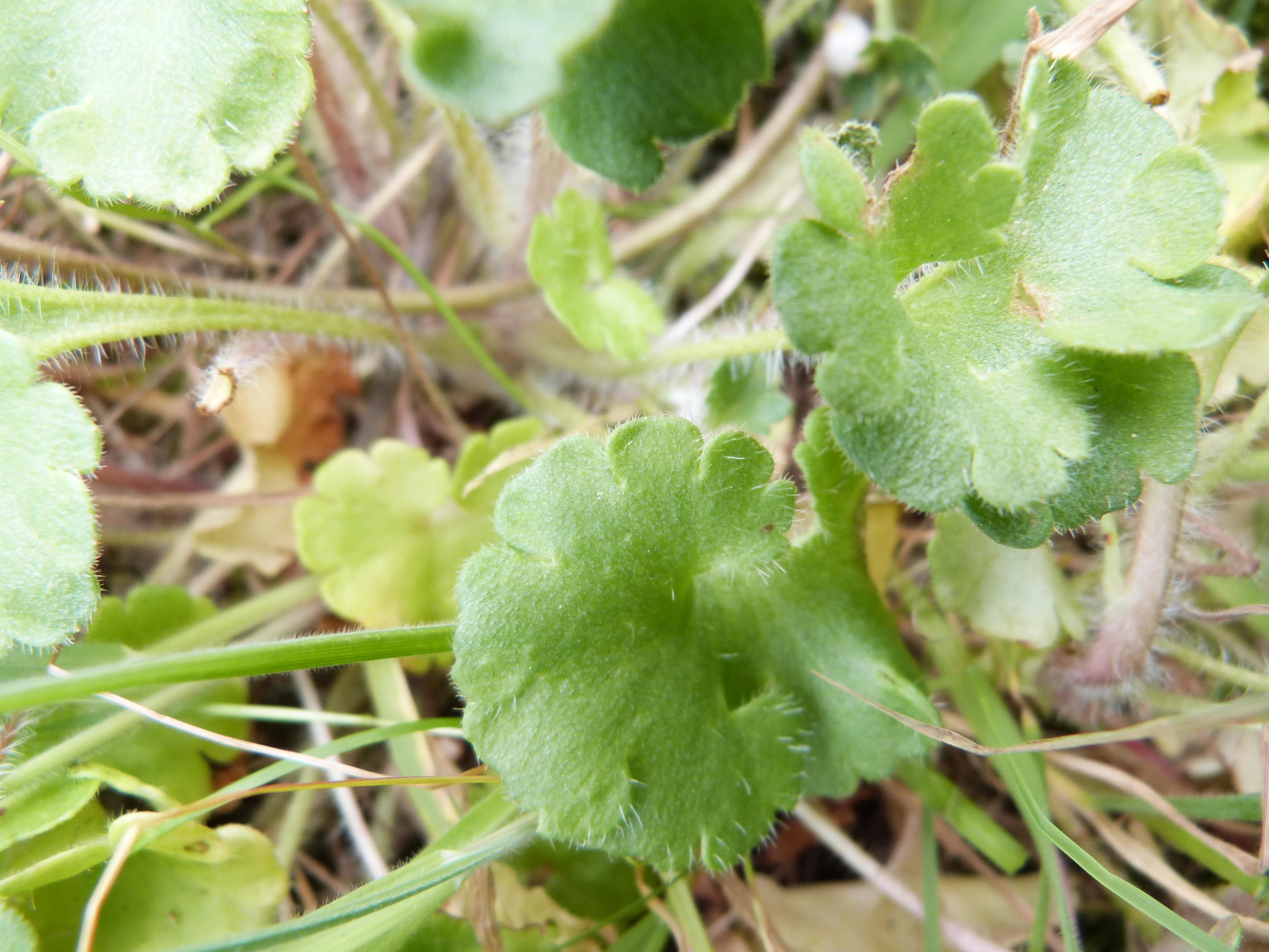 Annexe P1460022-min.JPG