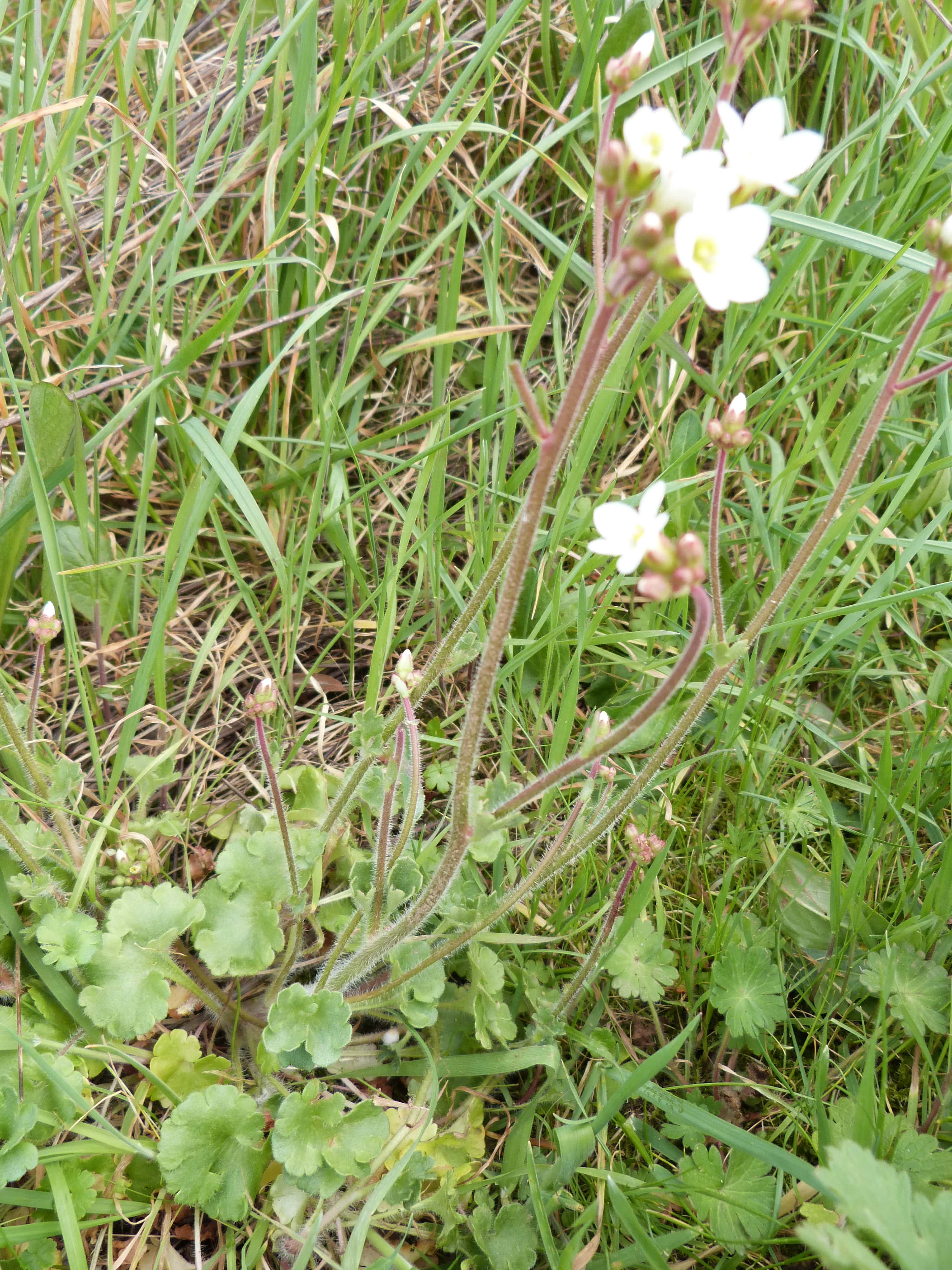 Annexe P1460023-min.JPG