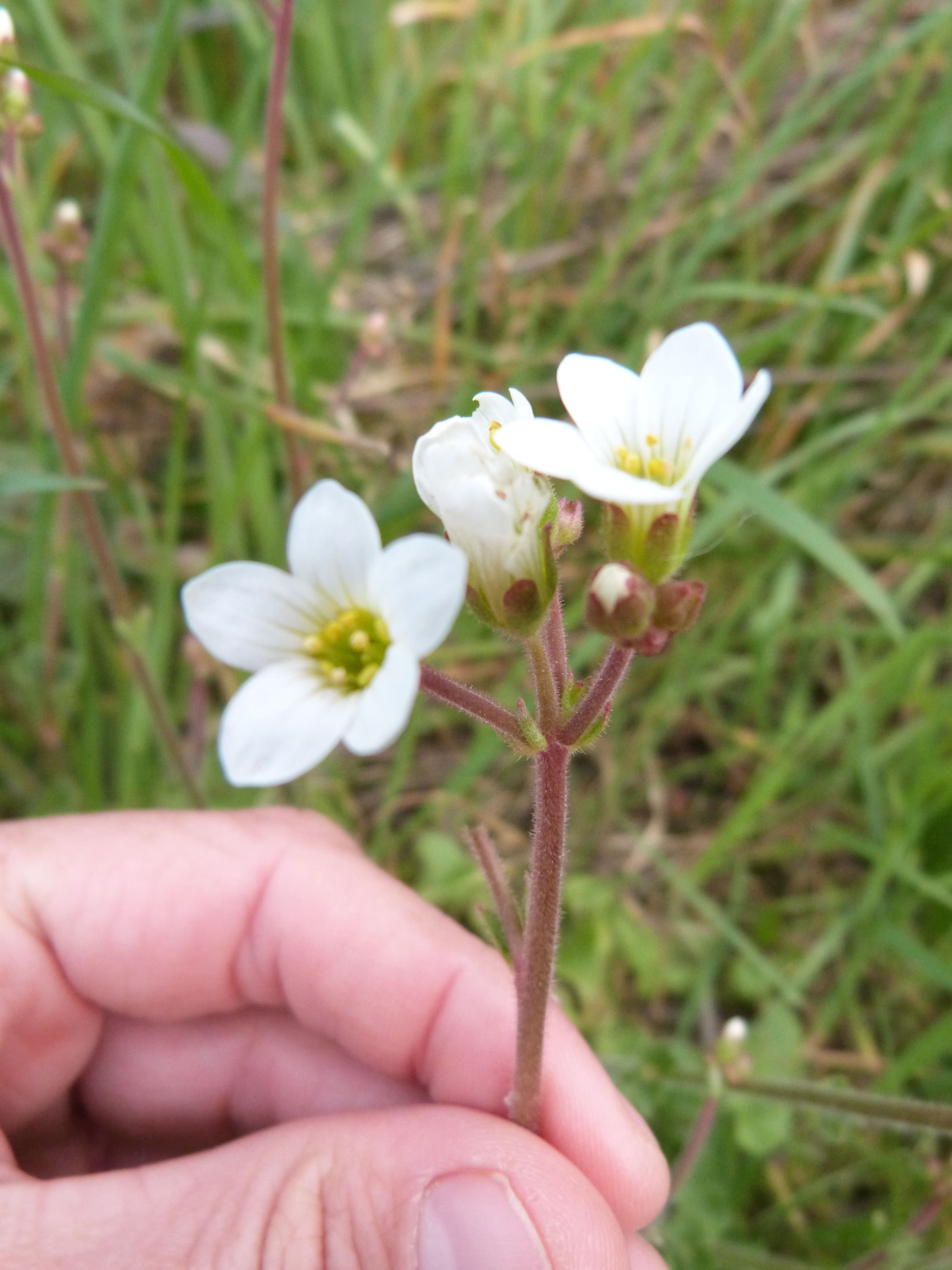 Annexe P1460028-min.JPG