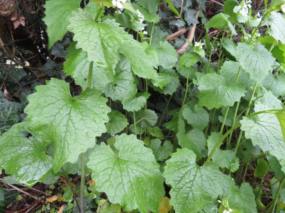 Annexe IMG_1194-1.jpg