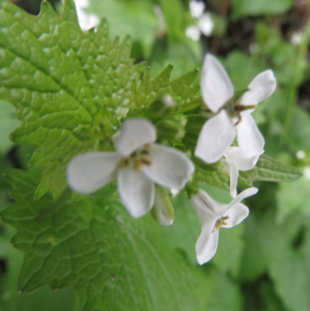 Annexe IMG_1198-1.jpg